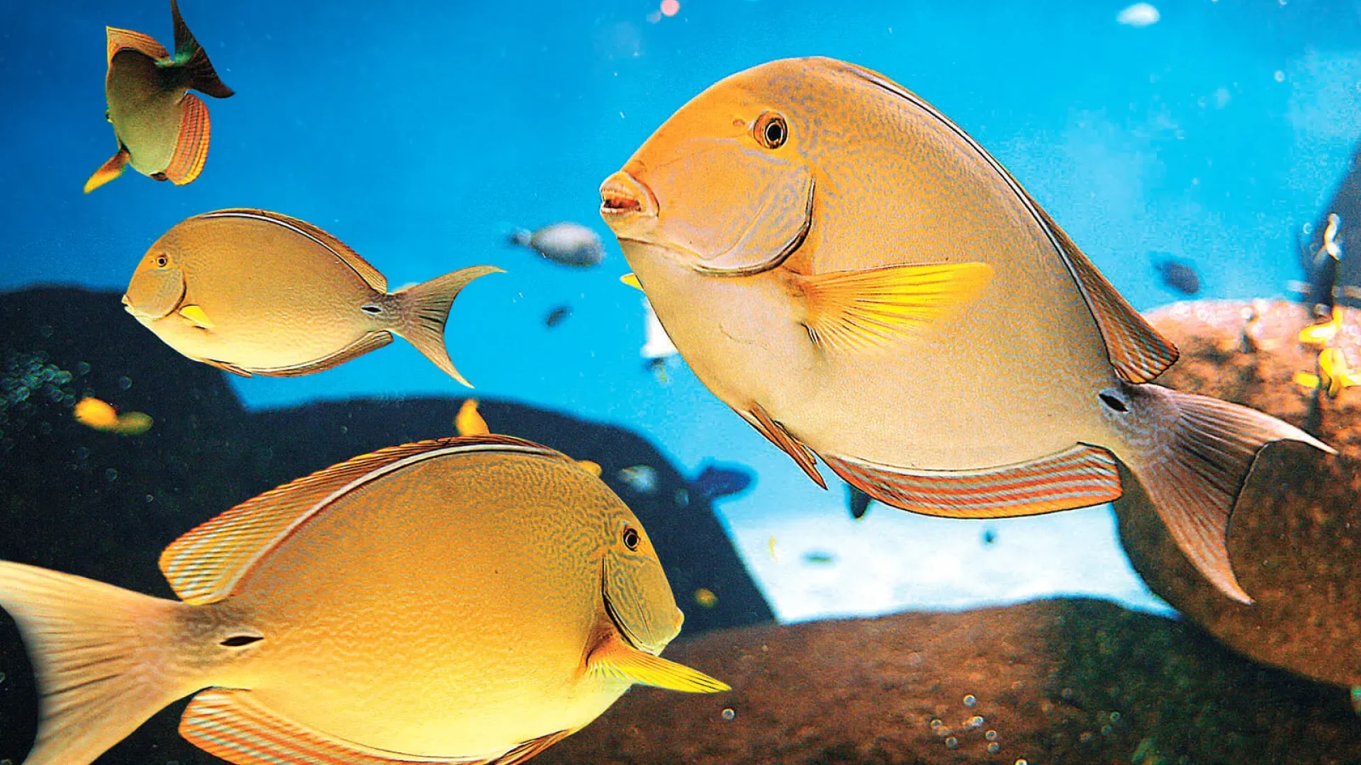 Fische in einem Aquarium