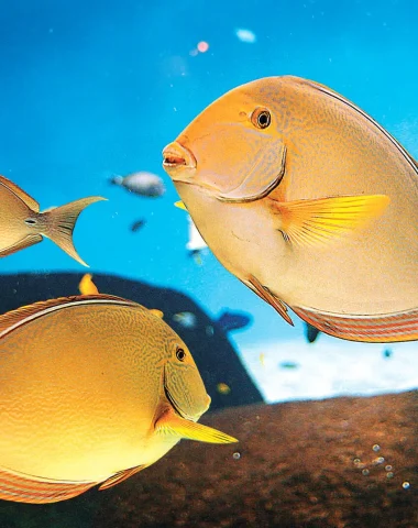 Fische in einem Aquarium